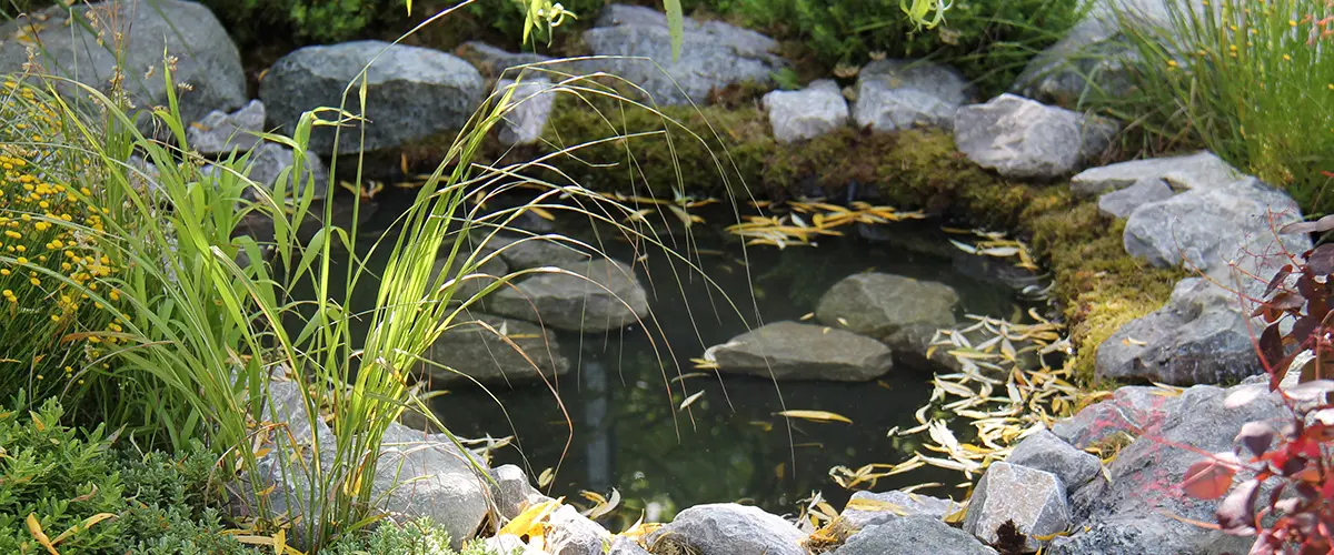 Small backyard pond surrounded by rocks and greenery, creating a serene and natural garden retreat.