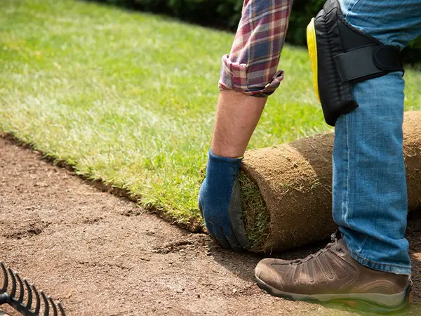 Professional sod installation by Easy Green Landscaping for a lush, green lawn.