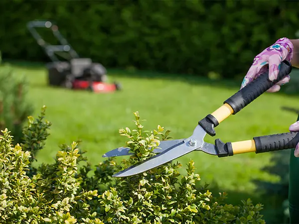 Gardener trimming green shrubs with shears in a landscaped garden